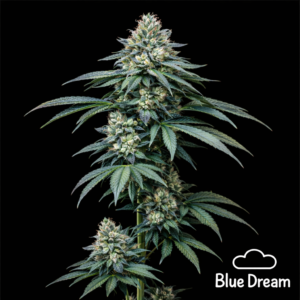 Blue Dream