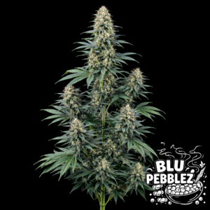 Blue Pebblez