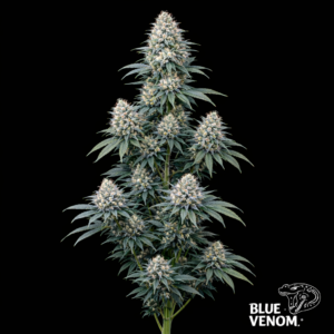 Blue Venom
