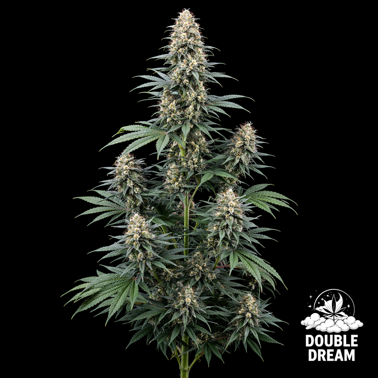 Double Dream