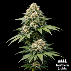 Northern Lights