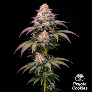 Peyote Cookies