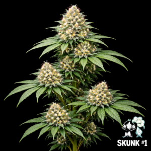 Skunk #1